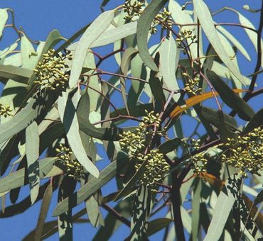 Эвкалипт австралийский эф.масло 5мл фото 3