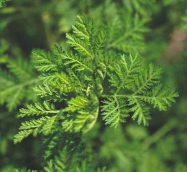 Полынь сладкая эф.масло 5мл фото 2