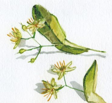 Липа Цветочная вода 250 мл. фото 2